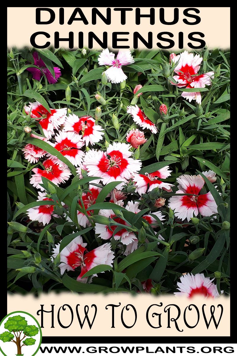 How to grow Dianthus chinensis