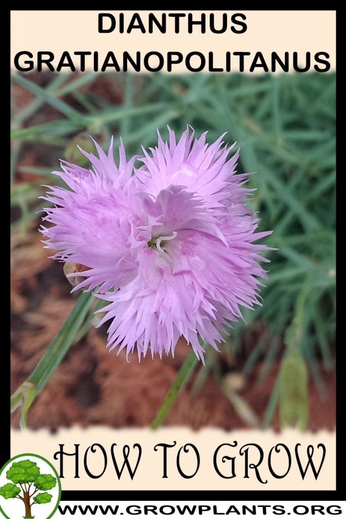 How to grow Dianthus gratianopolitanus