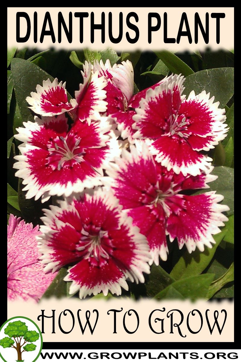 How to grow Dianthus