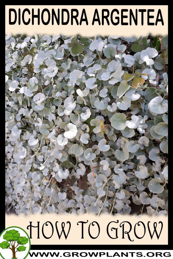 How to grow Dichondra argentea