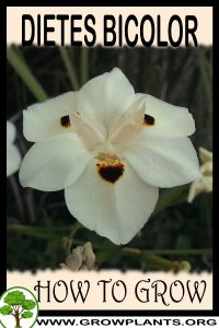 How to grow Dietes bicolor
