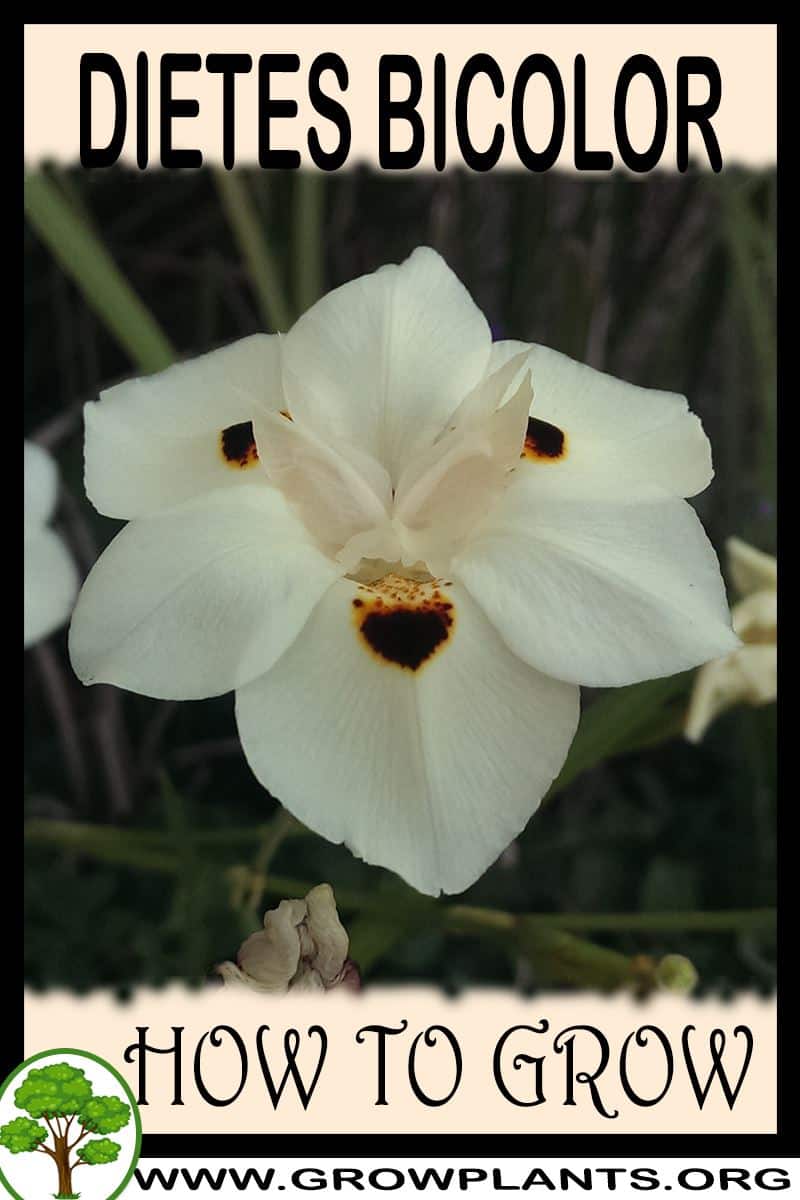 How to grow Dietes bicolor