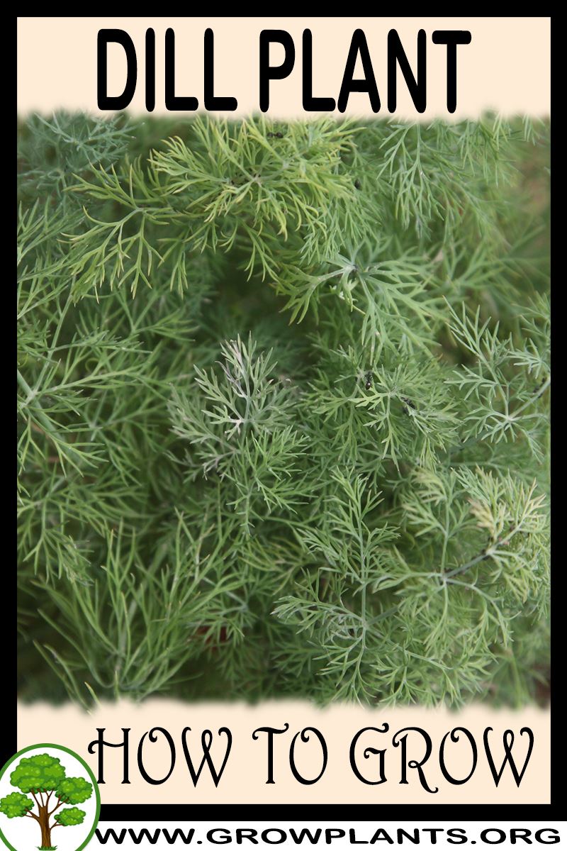 How to grow Dill plant