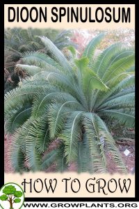 How to grow Dioon spinulosum