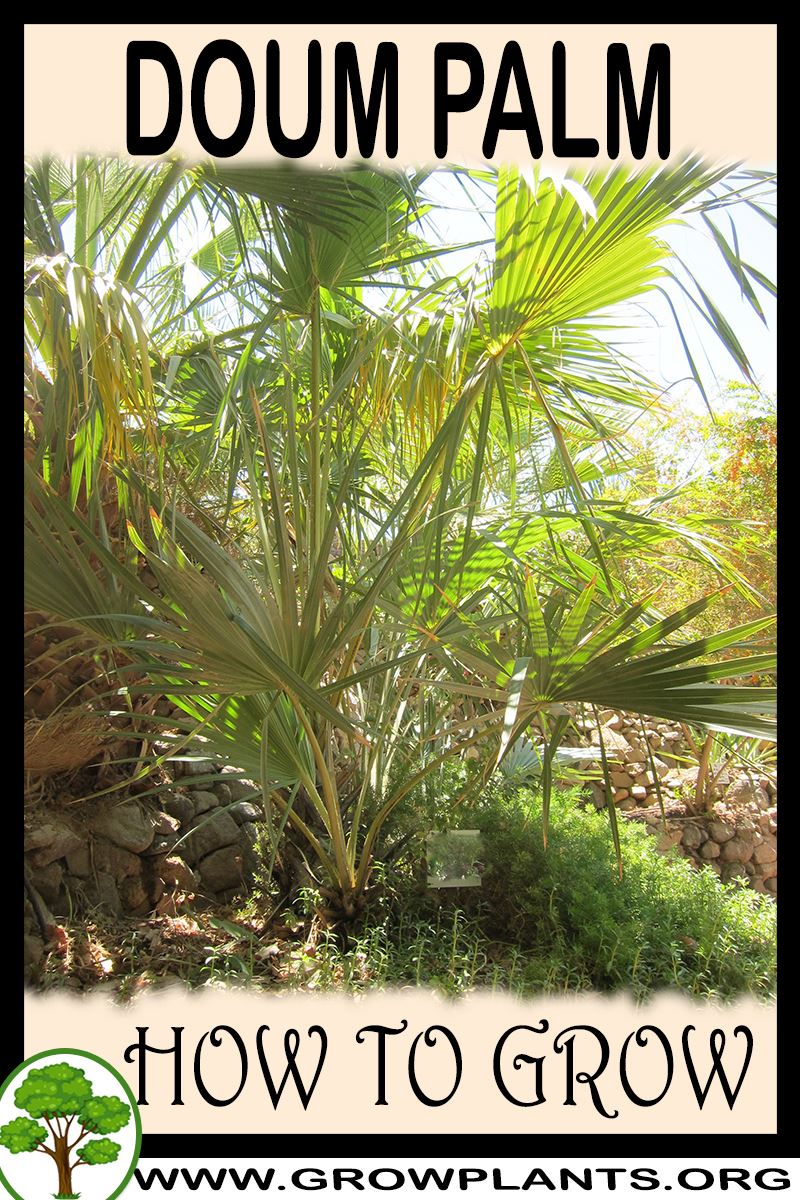 How to grow Doum palm