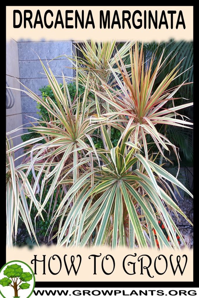 How to grow Dracaena marginata