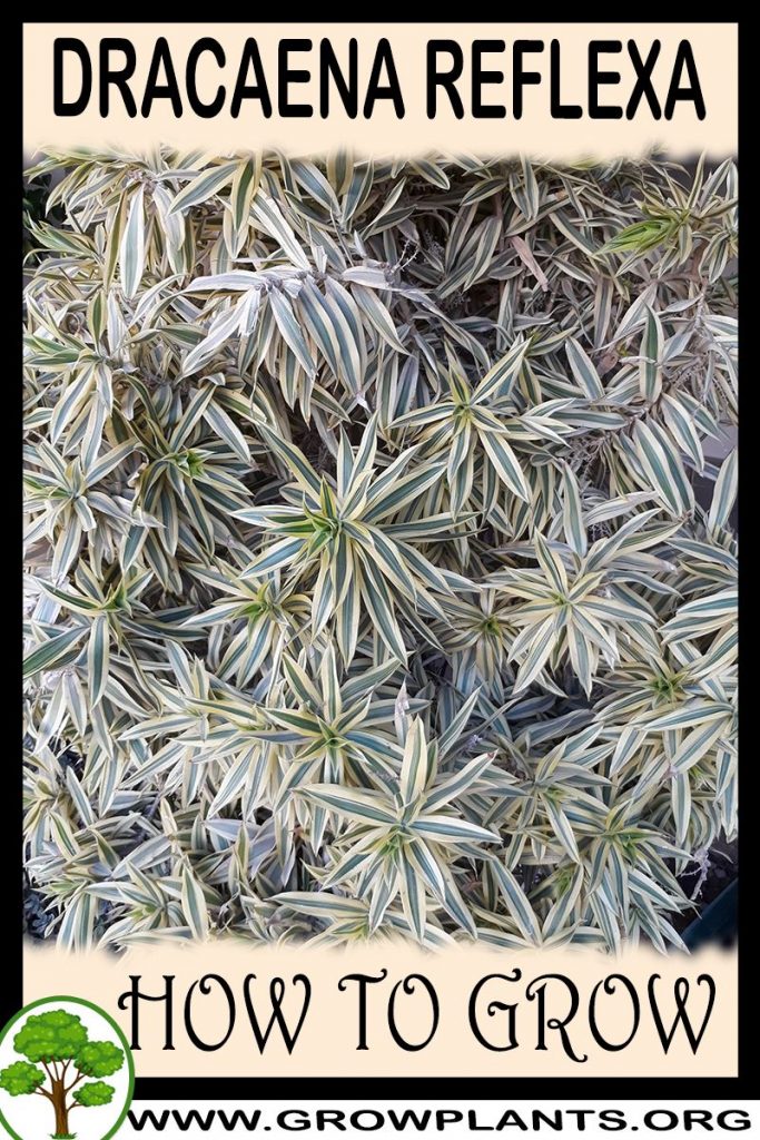 How to grow Dracaena reflexa