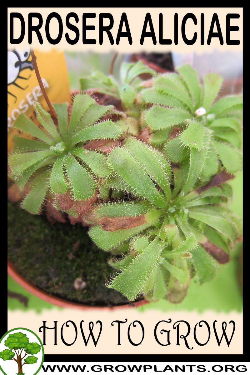How to grow Drosera aliciae