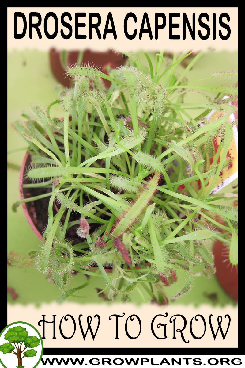 How to grow Drosera capensis