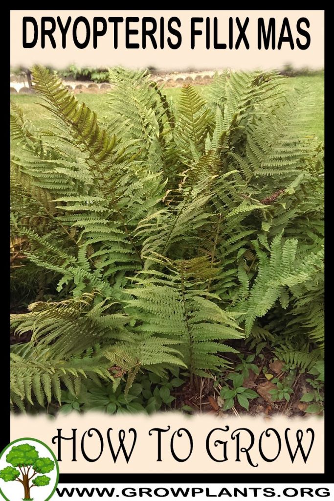 How to grow Dryopteris filix mas