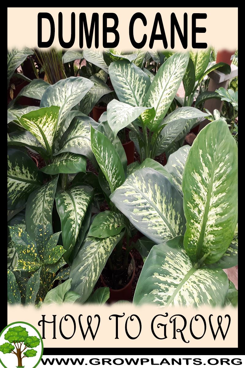 How to grow Dumb cane