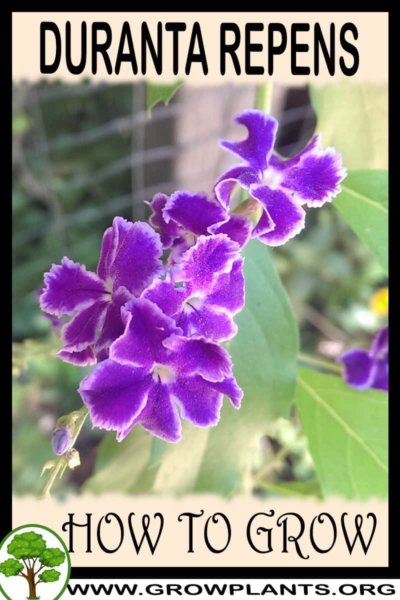 How to grow Duranta repens
