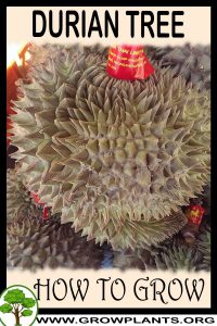 How to grow Durian