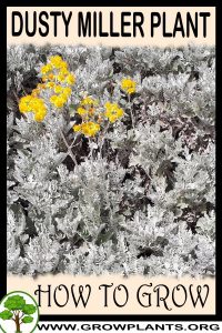 How to grow Dusty miller plant