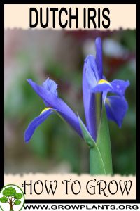 How to grow Dutch iris