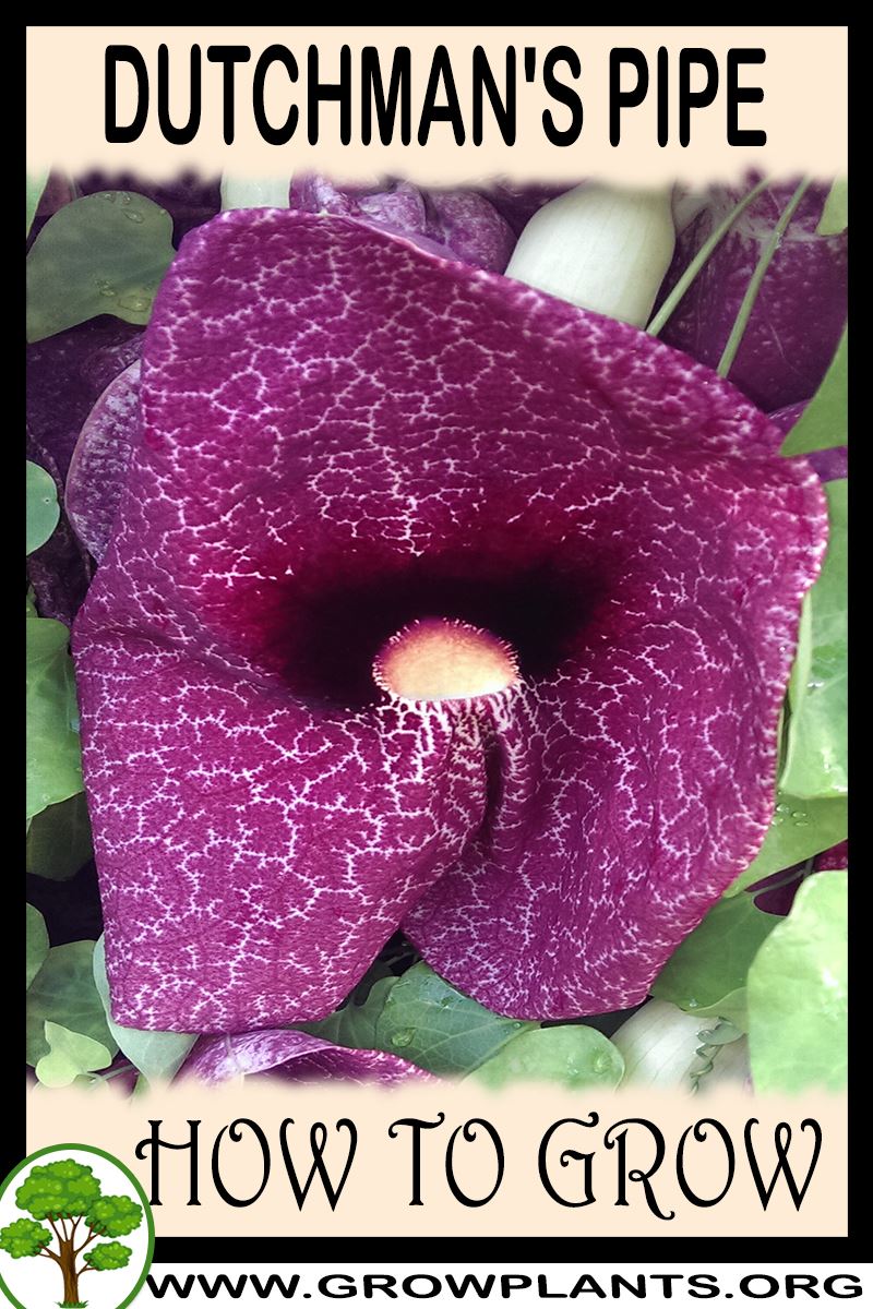How to grow Dutchmans Pipe