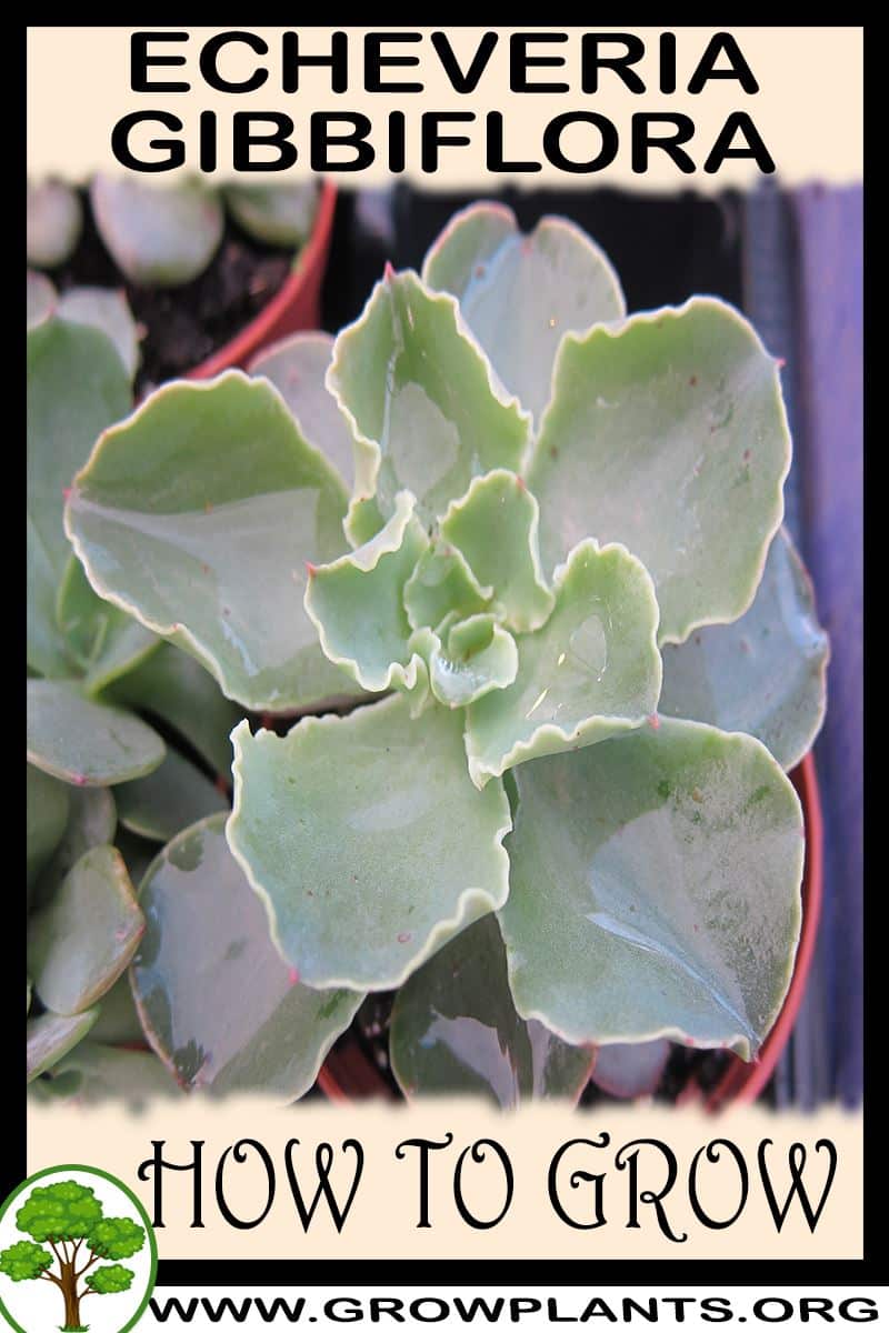 How to grow Echeveria gibbiflora