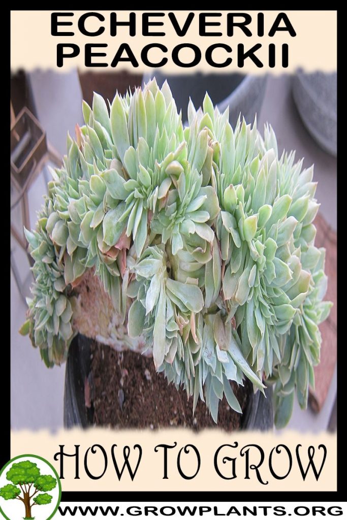 How to grow Echeveria peacockii