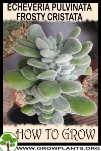 How to grow Echeveria pulvinata Frosty cristata