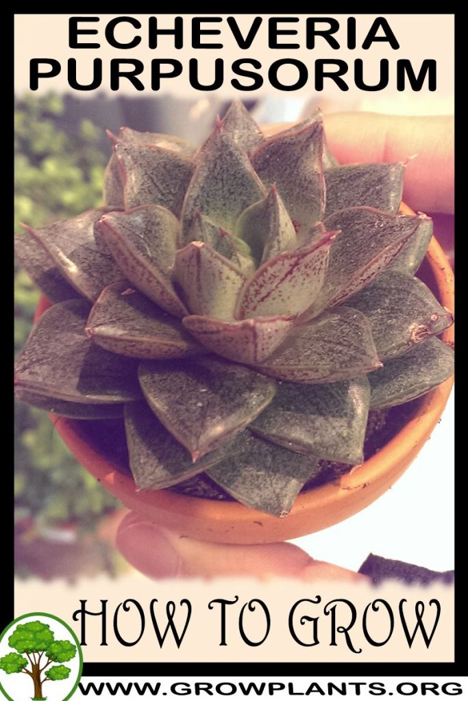How to grow Echeveria purpusorum