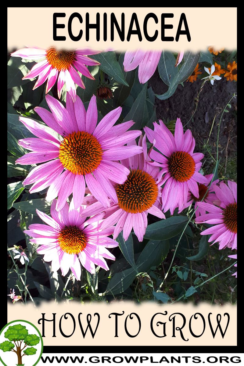 How to grow Echinacea
