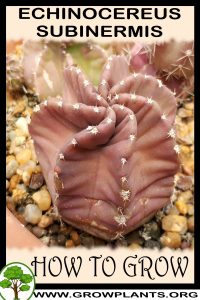 How to grow Echinocereus subinermis