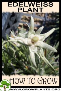 How to grow Edelweiss plant