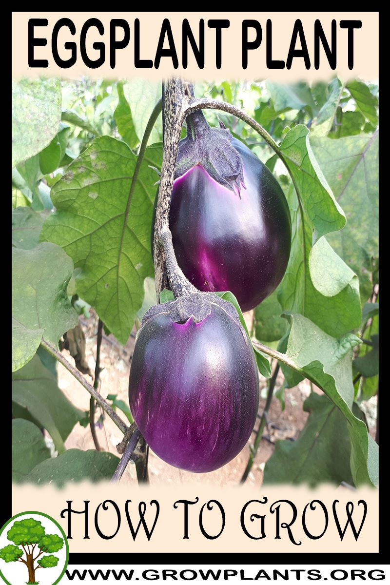 How to grow Eggplant plant