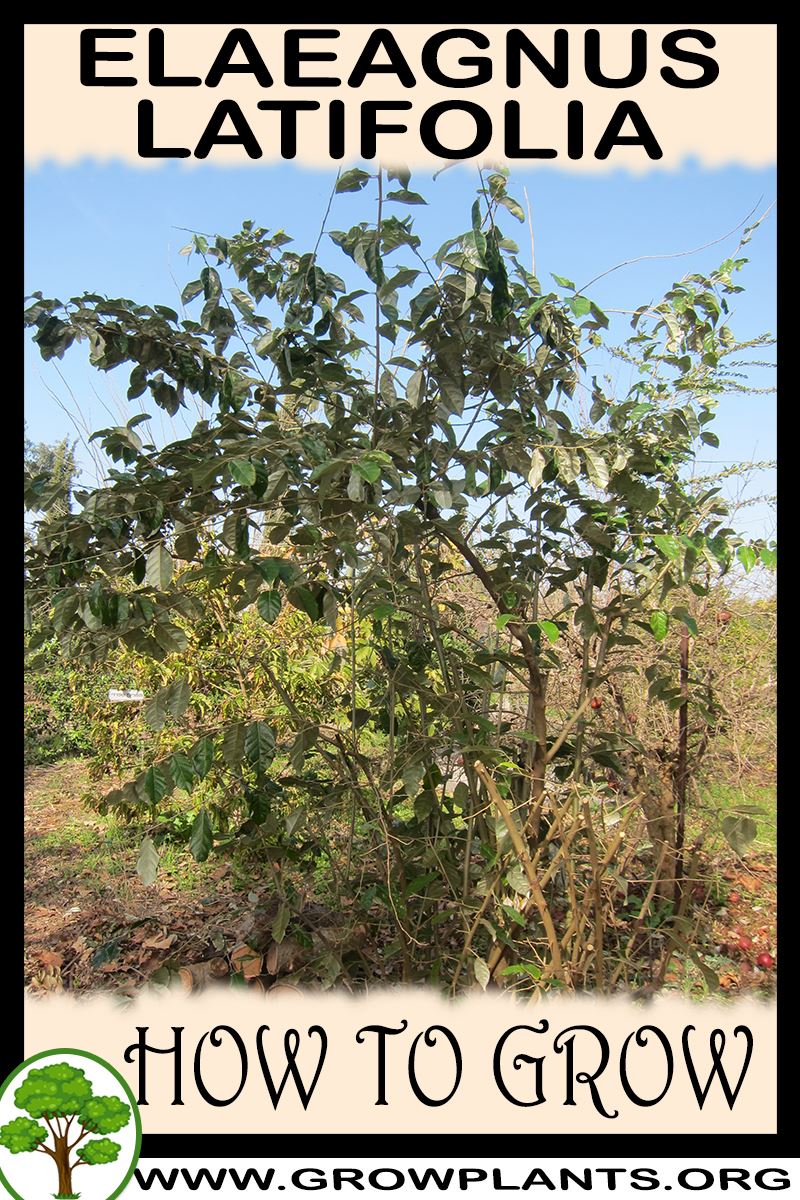 How to grow Elaeagnus latifolia