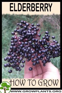 How to grow Elderberry
