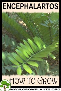 How to grow Encephalartos