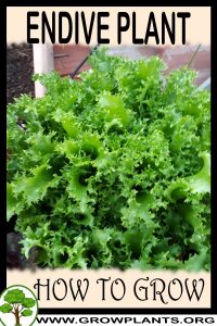 How to grow Endive plant