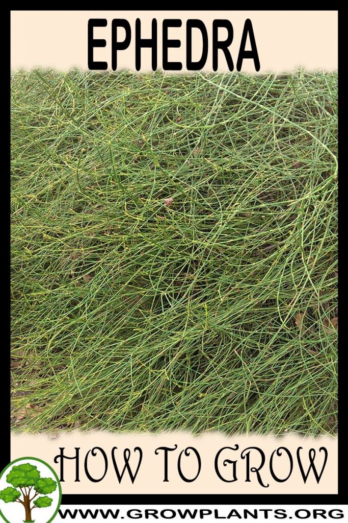 How to grow Ephedra