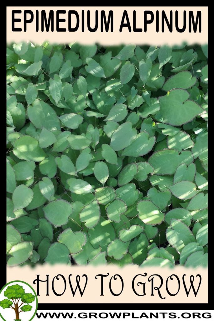 How to grow Epimedium alpinum