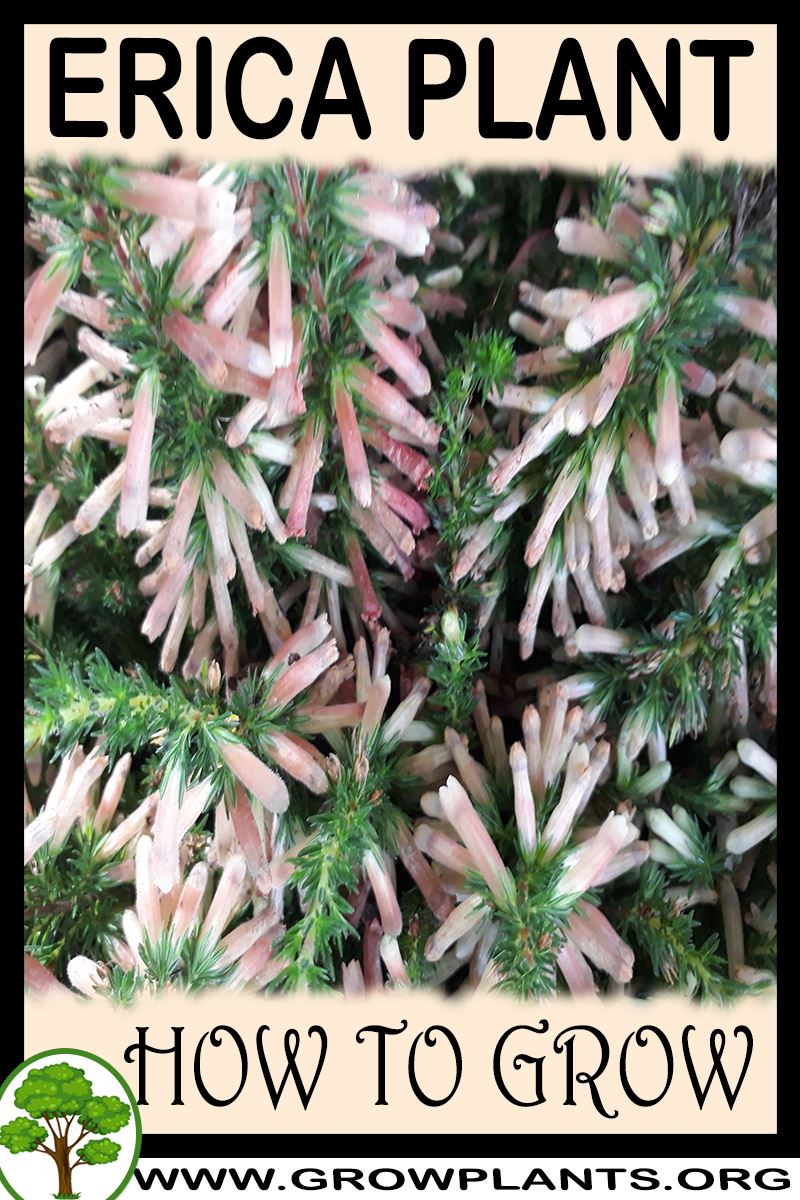 How to grow Erica plant
