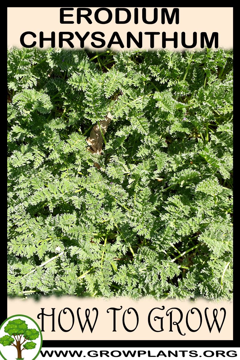 How to grow Erodium chrysanthum