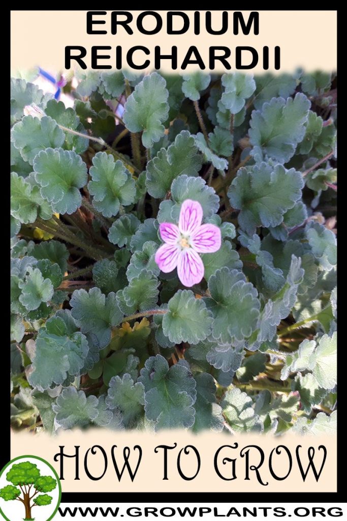 How to grow Erodium reichardii