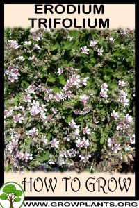 How to grow Erodium trifolium