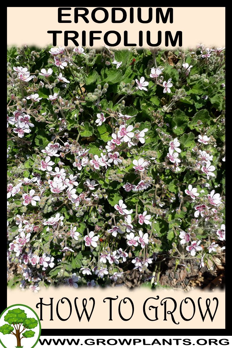 How to grow Erodium trifolium