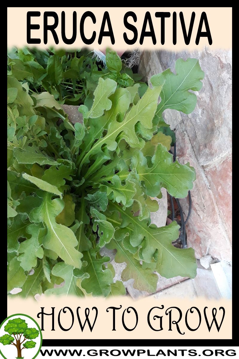 How to grow Eruca sativa