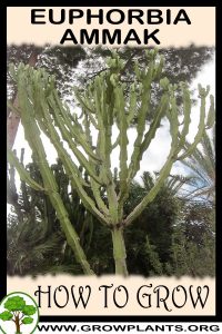How to grow Euphorbia ammak