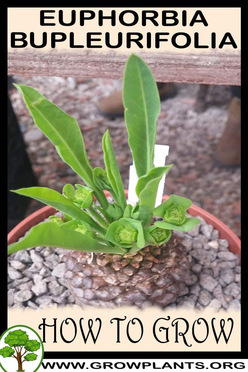 How to grow Euphorbia bupleurifolia