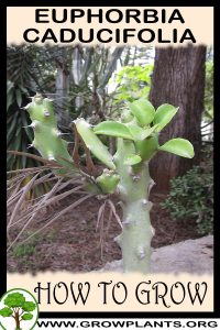 How to grow Euphorbia caducifolia