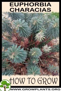 How to grow Euphorbia characias