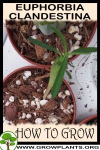How to grow Euphorbia clandestina