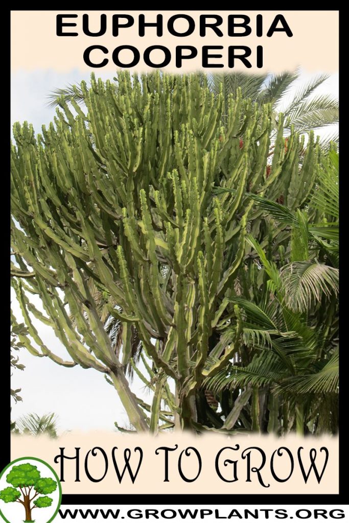 How to grow Euphorbia cooperi
