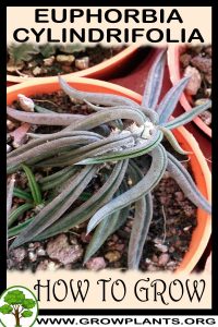How to grow Euphorbia cylindrifolia