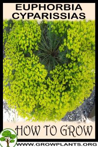How to grow Euphorbia cyparissias