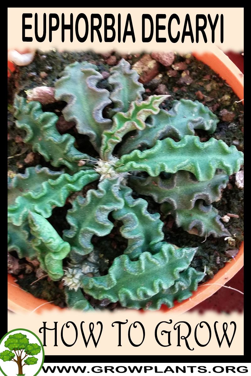 How to grow Euphorbia decaryi