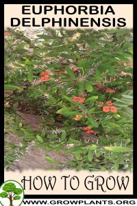How to grow Euphorbia delphinensis
